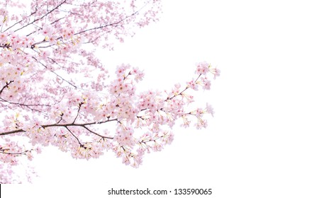 Isolated sakura tree