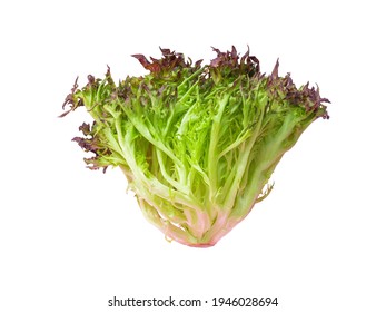 isolated salad lettuce vegetable with clipping path on white background a closeup texture of fresh hydroponic red coral and green salad leaves for healthy raw food ingredient - Powered by Shutterstock