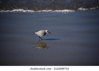 Isolated Sandpiper bird on the seashore of wet reflective sand
