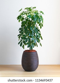 Isolated Schefflera Compacta Houseplant, Umbrella Tree Plant On Light Wooden Floor In Front Of White Wall