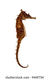 Isolated Seahorse Over White Background