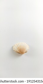 Isolated seashell on a white background