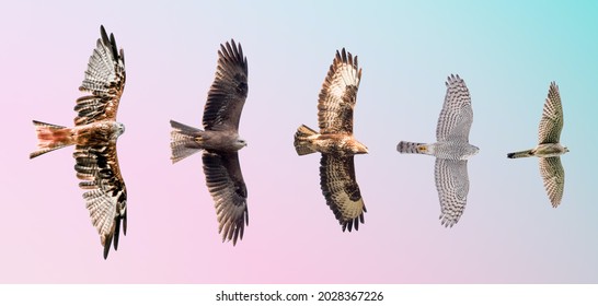 Isolated set of birds of prey in flight with fully open wings
