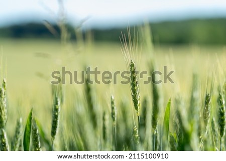 isolated shallow focus closeup of germ and grain husk of green unripe plant seed of wheat grass growing in an irrigated field of monoculture crop on acres of midwest bread basket agriculture farm land