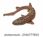 An isolated shark on a white background. Small spotted cat shark Scyliorhinus canicula on a white background. Ocean fish