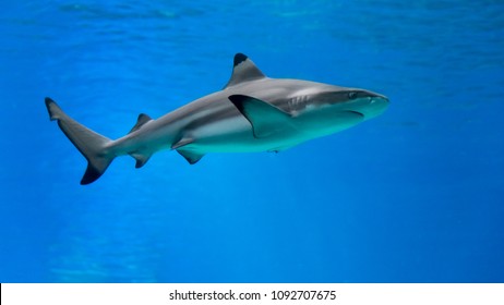 Isolated shark- Red Sea Israel