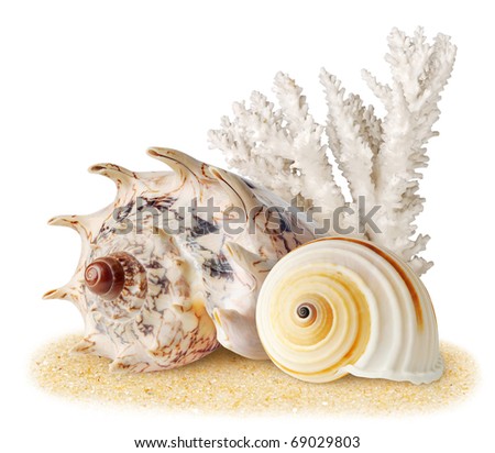 Isolated shells. Coral and two sea shell on a sand isolated on white background