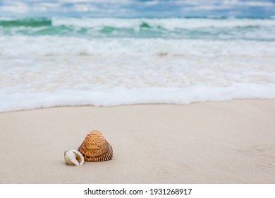 Isolated Shells On Florida White Sand Beach With Blue Water In Background