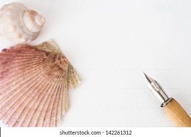 Isolated shells on white background - studio shot