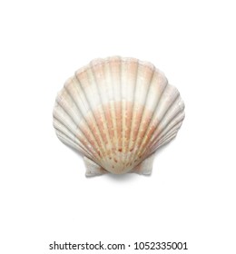 
					Isolated shells with white Background.