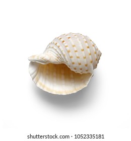 
Isolated shells with white Background.