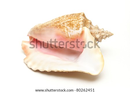 An isolated shot of a large conch shell found in the oceans in the Caribbean.