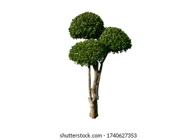 Isolated Siamese Rough Bush Or Toothbrush Tree With Clipping Paths.