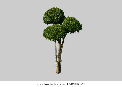 Isolated Siamese Rough Bush Or Toothbrush Tree With Clipping Paths.