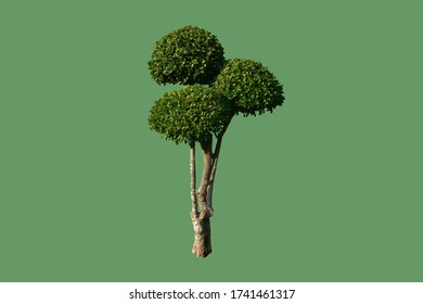 Isolated Siamese Rough Bush Or Toothbrush Tree With Clipping Paths.