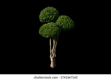 Isolated Siamese Rough Bush Or Toothbrush Tree With Clipping Paths.