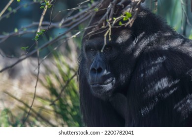 Isolated Silverback Mountain Gorilla In Zoo