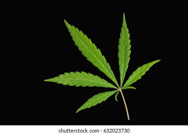 Isolated Single Cannabis Leaf On Black Background