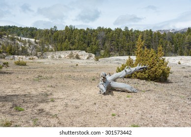 Isolated single dead tree on cracked soil in Yellowstone National Park as an effect of global warming