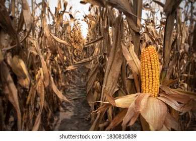 Isolated Single Ear Of Yellow Corn On The Cob Kernels In Rows Of Corn In Agricultural With Dried Brown Leaves And Husks, In Field During Harvest Time, Kernels, Seed, Macro, Isolated