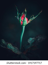 Isolated Single Large Red Rose Flower Bud Surrounded With Green Sepals In The Dark Close Up Photograph. Elegance And The Romance Of The Red Color Concept.