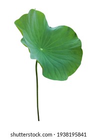 Isolated a single lotus leaf with clipping paths.