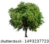 green trees png