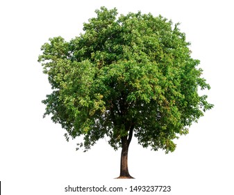 isolated single tree with clipping path 