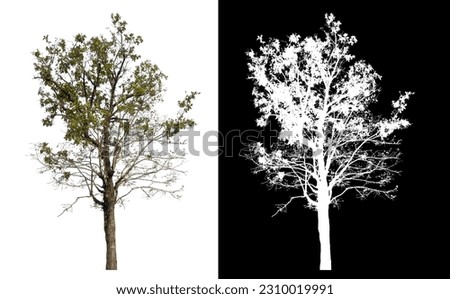 Isolated single tree with clipping path and alpha channel on black background.