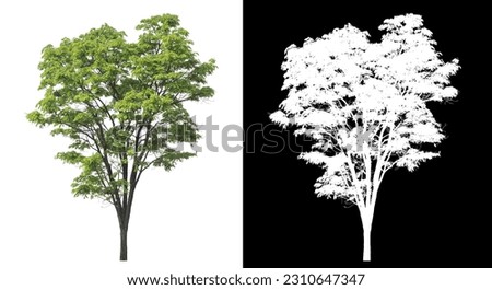 Isolated single tree with clipping path and alpha channel on black background.