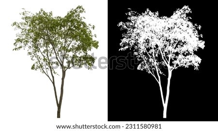 Isolated single tree with clipping path and alpha channel on black background.