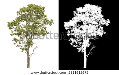 Isolated single tree with clipping path and alpha channel on black background.