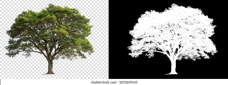 Isolated Single Tree On Transparent Picture Background 