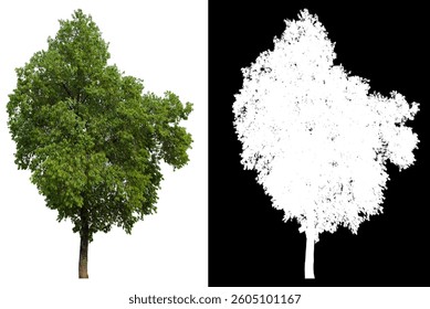Isolated single tree on white background with clipping path with black and white design for bush object