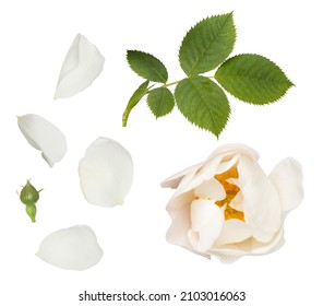 Isolated single white rose flower, leaf, bud and petals on white background. Bud and leaf of tender wjite rose flower isolated on white. Tea rose. Aroma rose flowers - Powered by Shutterstock