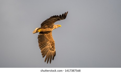 Isolated single white tail eagle soaring in the sky- Danube Delta Romania - Shutterstock ID 1417387568