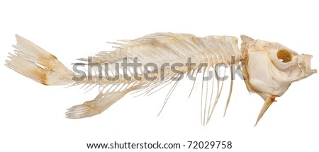 Isolated skeleton of fish on a white background