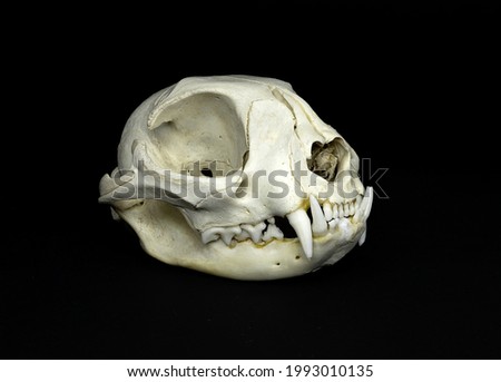 Isolated skull of a feline, a domestic cat, totally fleshless on a black background