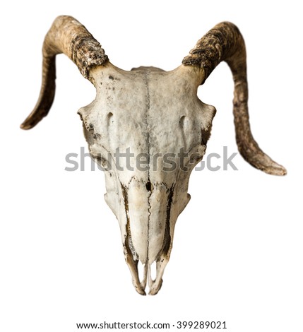 Isolated Skull Of A Sheep Or Ram On A White Background