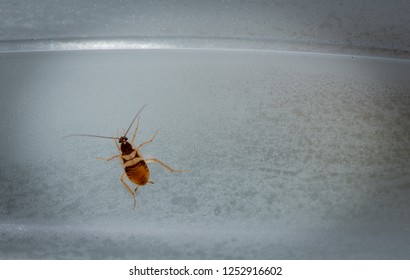 Isolated Small Cockroach In The Part Of Freezer Door Of Refrigerator. This Type Is Brown Banded Cockroach.