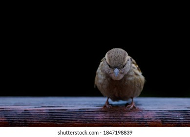 Isolated small little sparrow perching on a branch with black background