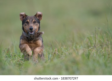 Isolated small mix breed dog running over a meadow