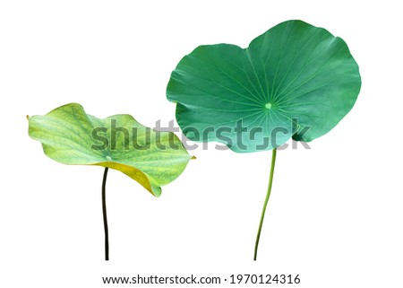 Isolated small potted waterlily or lotus leaves with clipping paths.