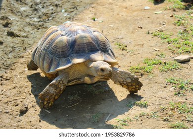 664 Turkish turtle Images, Stock Photos & Vectors | Shutterstock