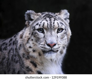 Isolated snow leopard on black background.
