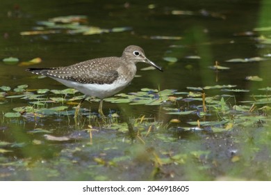 isolated solitary sandpiper on a rock