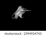 Isolated Southern Flying Squirrel (Glaucomys volans) on black background Airborne rodent in full flight, membrane extended gliding to a tree trunk. Nocturnal by nature these creatures active at night