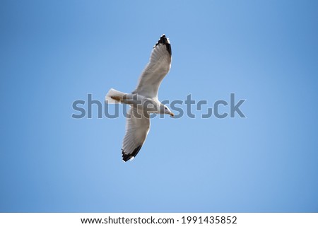 Similar – Image, Stock Photo Two make a summer Seagull