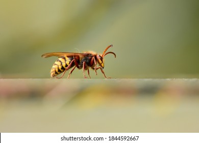 Isolated specimen of Hornet (Vespidae family), photographed with telephoto zoom lens while standing on a handrail on a wall, on a natural bokeh background.