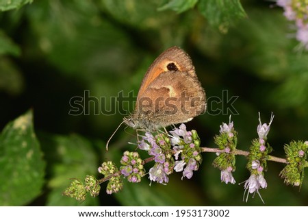 Similar – Ox-eye daisy on flowering lavender